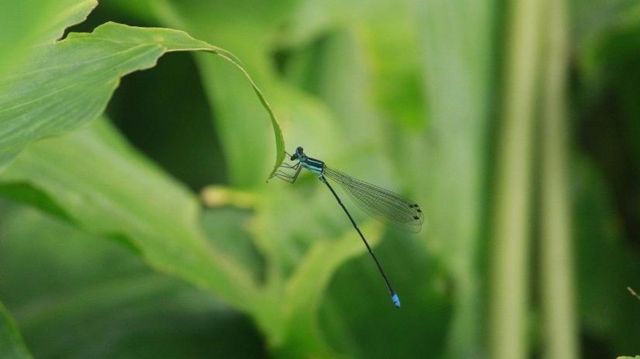 தட்டான்பூச்சி கணக்கெடுப்பு