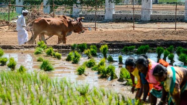 நெல் விலை, விவசாயி, விவசாயம்