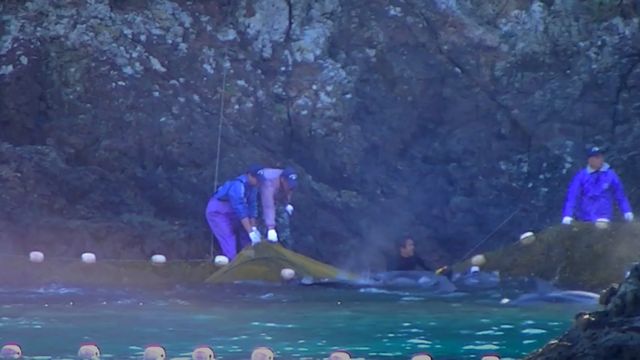 Caçadores e mergulhadores recolhendo golfinhos presos em redes