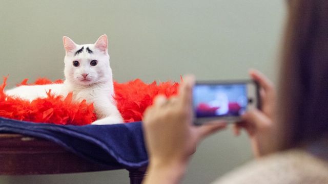 Este gato se hizo viral a través de Instagram