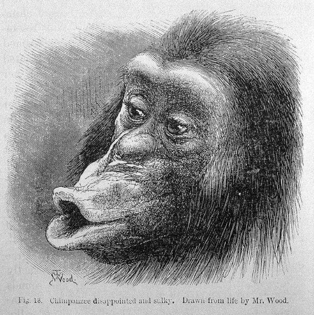 Ilustración del libro de Darwin de un "chimpancé decepcionado y malhumorado".