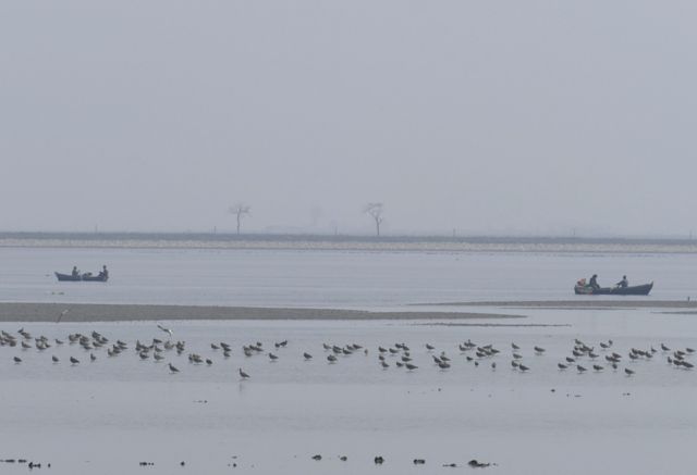 Aves migratorias en Corea del Norte
