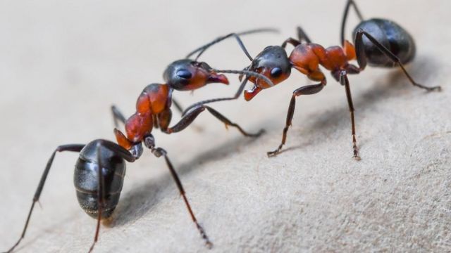 Formigas lutando