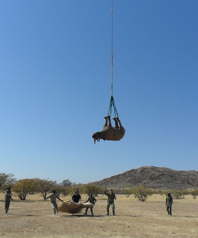 Un rinoceronte siendo transportado boca arriba colgando de un helicóptero