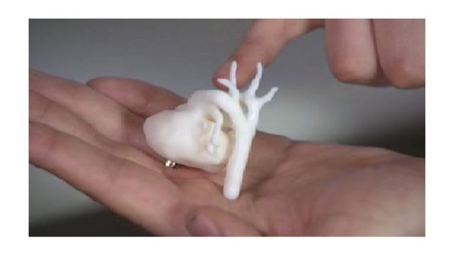 مدل سه بعدی از قلب جنین