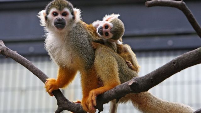 rifle Premedicación préstamo Vómitos, diarrea y muertes: el escandaloso experimento sobre adicción a la  nicotina en monos que fuerza cambios en la investigación animal en Estados  Unidos - BBC News Mundo