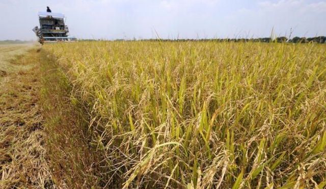 美食与非洲：稻米如何影响了美国南部(photo:BBC)