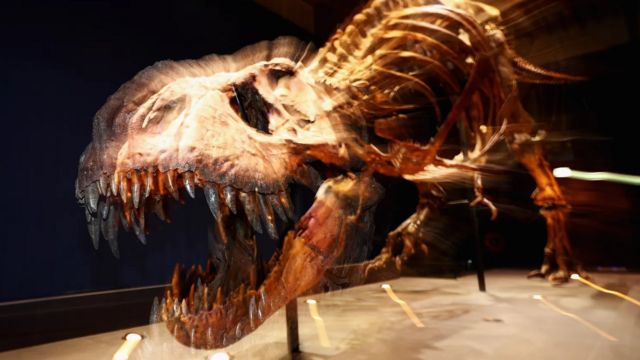 Des scientifiques ont résolu le mystère de ce dinosaure extraordinaire