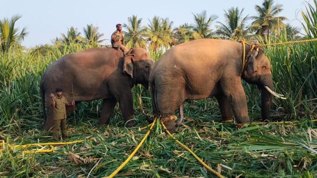 யானைகள்