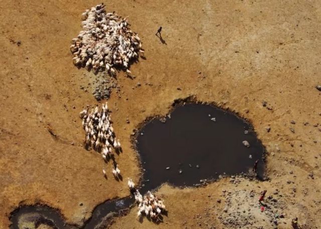 Animals looking for water