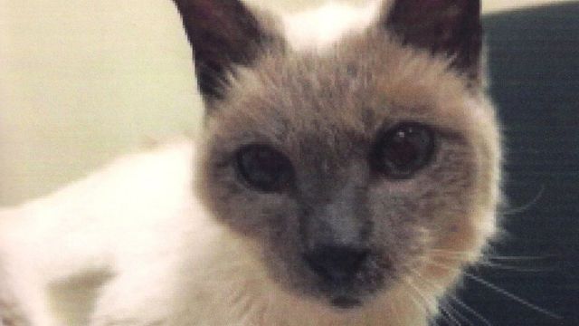 Oldest Cat In The World Scooter Dies Aged 30 c News