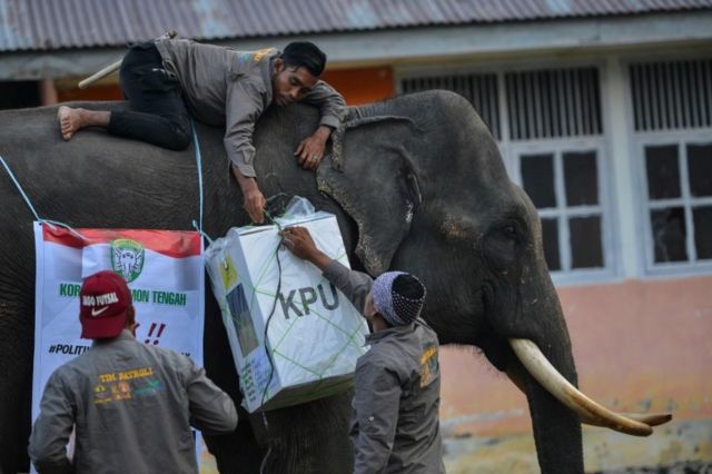 Seçim afişlerinin de asıldığı fillerin sırtındaki görevliler, 809 binden fazla seçim sandığını hazırlamak zorunda.