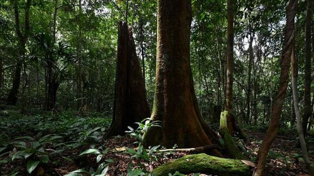 Hutan di Kalimantan Timur