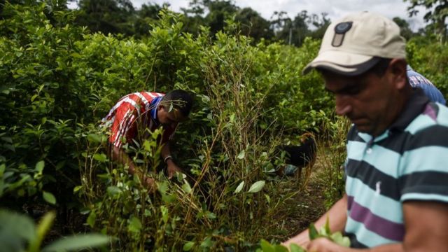 Cultivadores de coca
