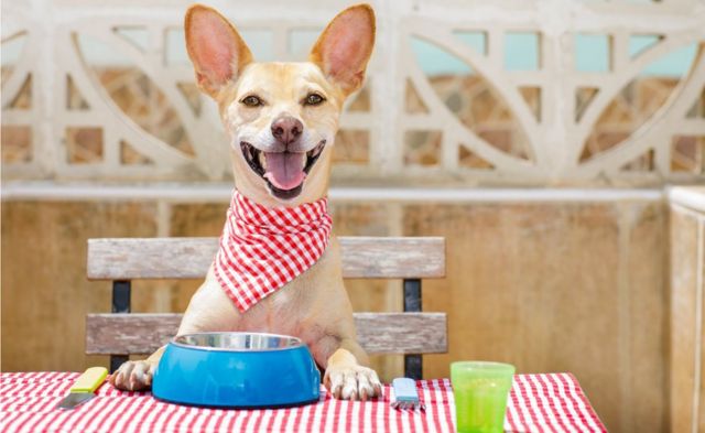 Esencialmente simpatía Sinis Es mejor alimentar a las mascotas con comida casera o comida procesada? -  BBC News Mundo