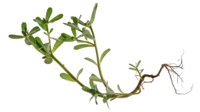 purslane plant with its roots
