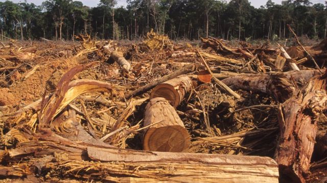 desmatamento na Amazonia