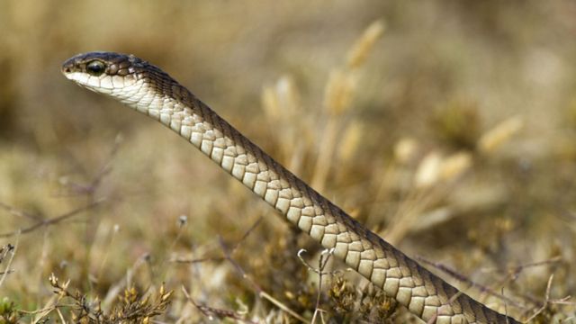 Vídeo mostra cobra rara de cor azul extremamente venenosa