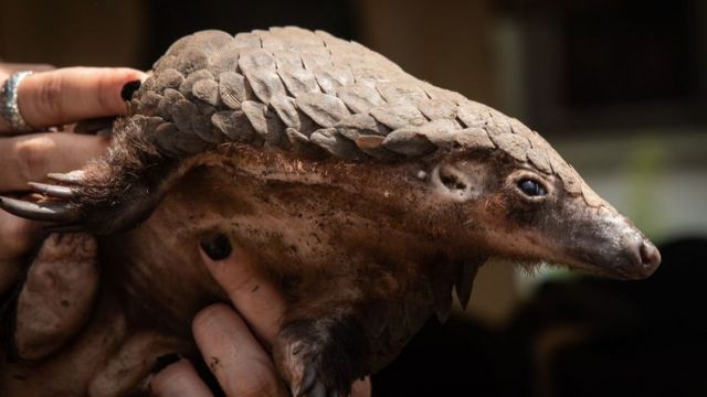 எறும்புத்திண்ணிகள்: உலகிலேயெ அதிகமாக வேட்டையாடப்படுவது ஏன்?