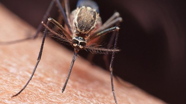 Close up of a mosquito biting a person in the arm
