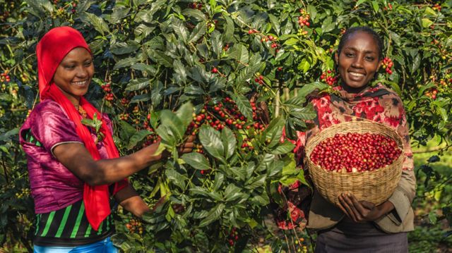 የኢትዮጵያ የቡና ገበያ የውጭ ንግድ ውጣ ውረዶች - BBC News አማርኛ