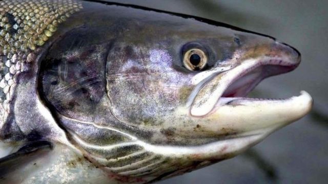 苏格兰三文鱼如何走向世界？ - BBC News 中文