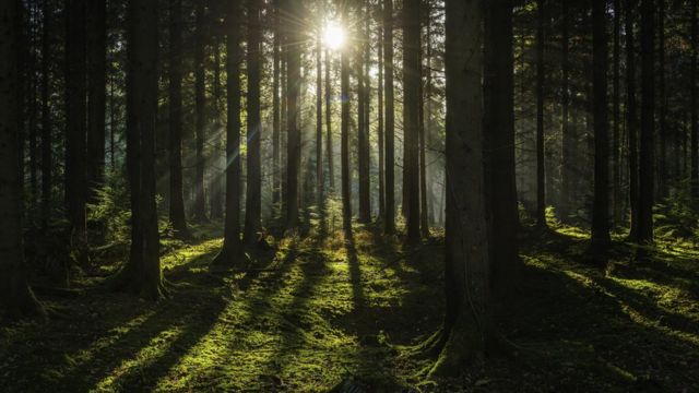 Los árboles que permitirán a los científicos saber cómo serán los bosques  del futuro en nuestro planeta - BBC News Mundo