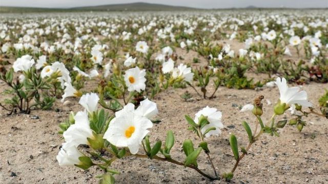 View of flowers in the Atacama Desert, Chile, on 17 August 2017.