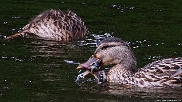 Wild ducks caught on camera snacking on small birds - BBC News