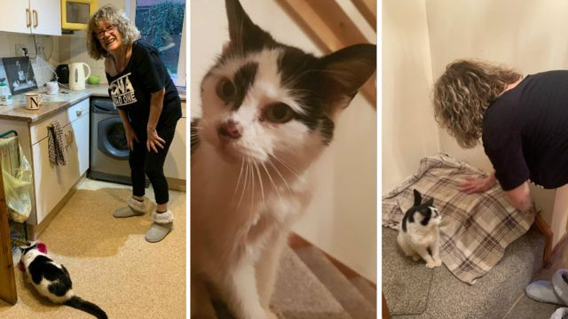 Hilang 11 tahun, kucing bernama Missy akhirnya bertemu pemiliknya 