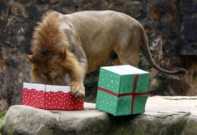 في حديقة حيوانات "كالي"، أسد يأكل من أحد صناديق الهدايا الخاصة به