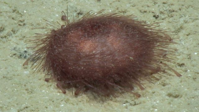 Oursin de mer : Kamptosoma abyssale