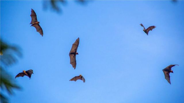 马德望街市上空飞舞的果蝠。在柬埔寨，这个街市只不过是蝙蝠和人类日常生活混杂在一起的众多地点之一而已。