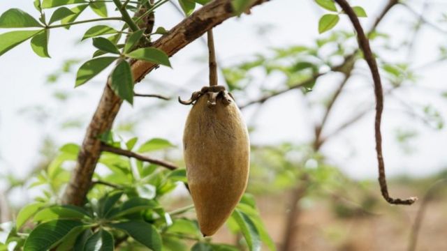 O fruto do baobá seca ao sol durante meses até amadurecer, adquirindo uma coloração marrom