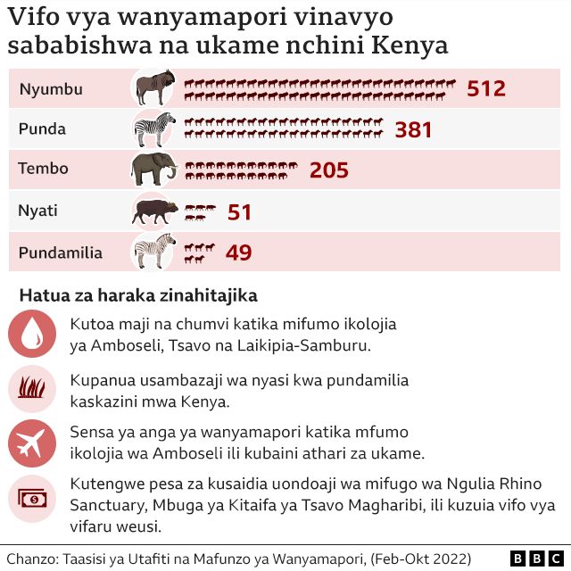 Maafa Amboselimizoga Na Uvundo Wa Wanyama Wa Pori Vyaelezea Athari Kali Za Kiangazi Bbc News 