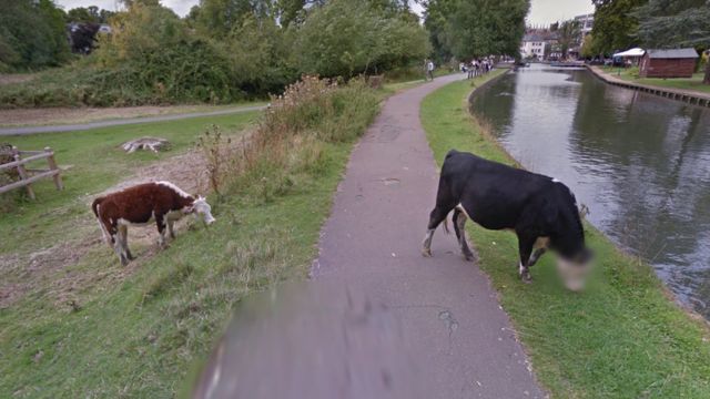 Imagen de Google Street View con una vaca con el rostro difuminado en Cambridge