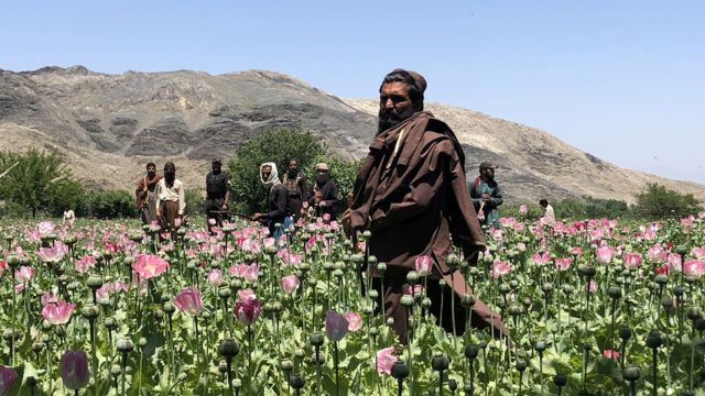 Taliban üyeleri haşhaş tarlalarını yok ediyor 
