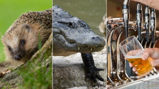 A collage picture of a hedgehog, a crocodile, and a man pouring a pint of beer