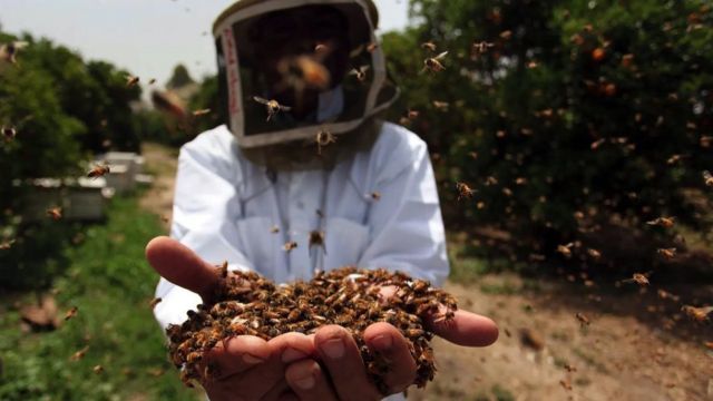 زنبورداری با لباس محافظ که انبوهی از زنبورها را در دستانش نگه داشته است