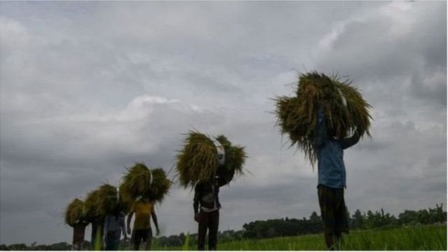 ধান নিয়ে ফিরছে কৃষক