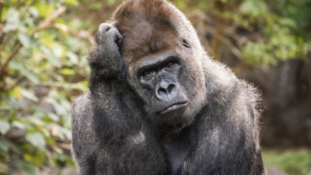 Por qué los animales reconocen números pero sólo los humanos pueden hacer matemáticas - BBC News Mundo