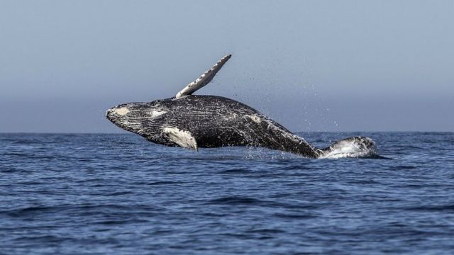 Baleia Jubarte salta no Oceano Pacífico próximo a Los Cabos, no México