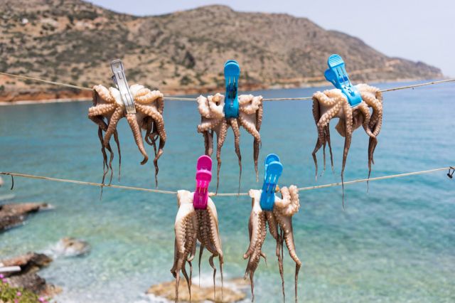 Octopuses drying in a row