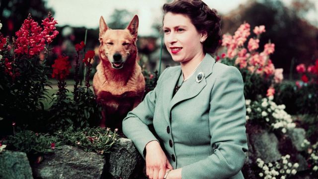 Королева в Балморале с собакой в сентябре 1952 года