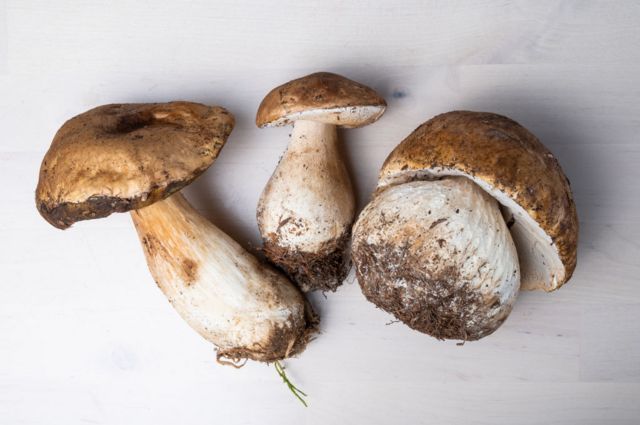 Nutrition : les 5 principaux bienfaits des champignons pour la santé - BBC  News Afrique