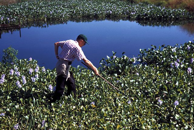 Hombre revisa una plantación de jacinto de agua dulce. 