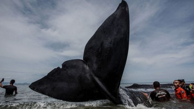 திமிங்கலம் கோப்புப் படம்