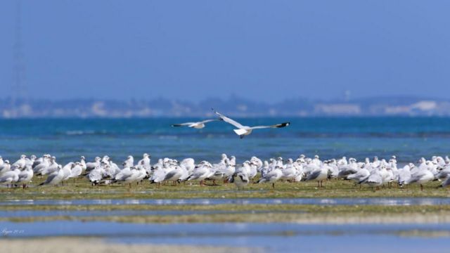 தனுஷ்கோடி