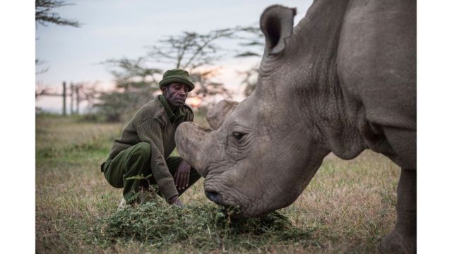 Sudan, o último rinoceronte-branco-do-norte macho do mundo, se alimentando 