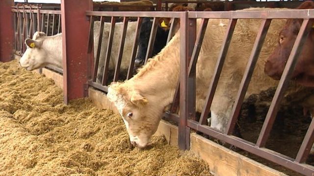 cows